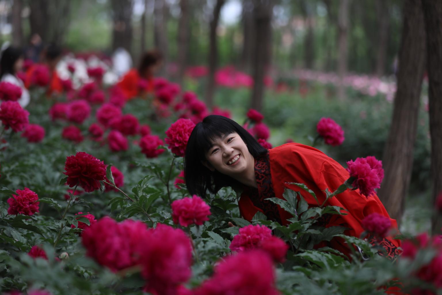 平谷区前台头村第四届芍药文化季启幕，10万株芍药花次第盛开