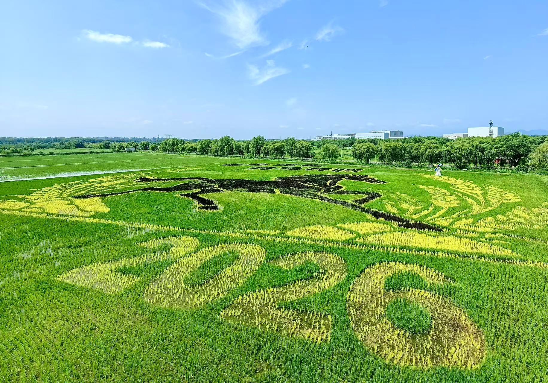 百米“骏马”跃农田！北京丰台稻田画藏不住了