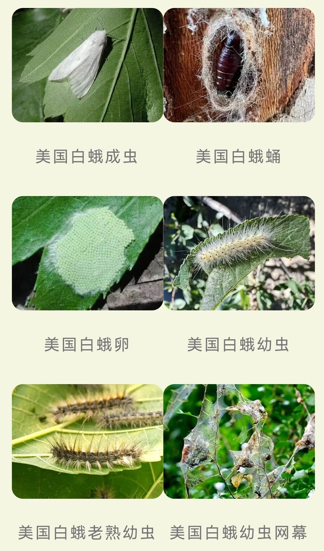 二代美国白蛾正处于成虫羽化高峰期！北京倡议广大市民这样做