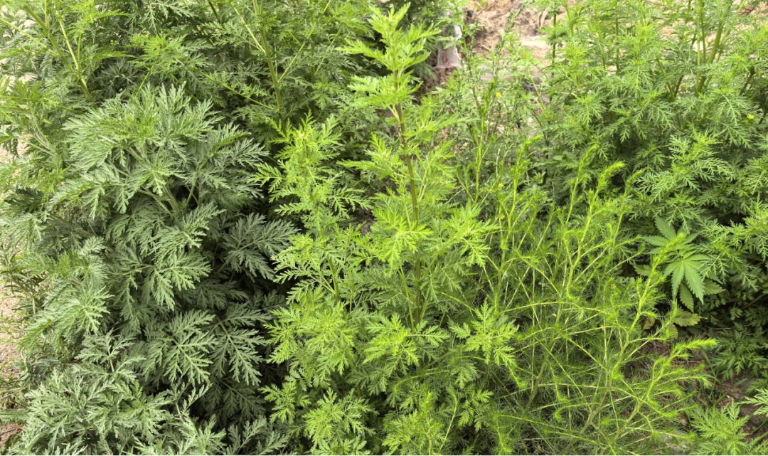警惕秋季花粉来袭!科学防护远离过敏困扰 警惕秋季花粉来袭!科学防护远离过敏困扰