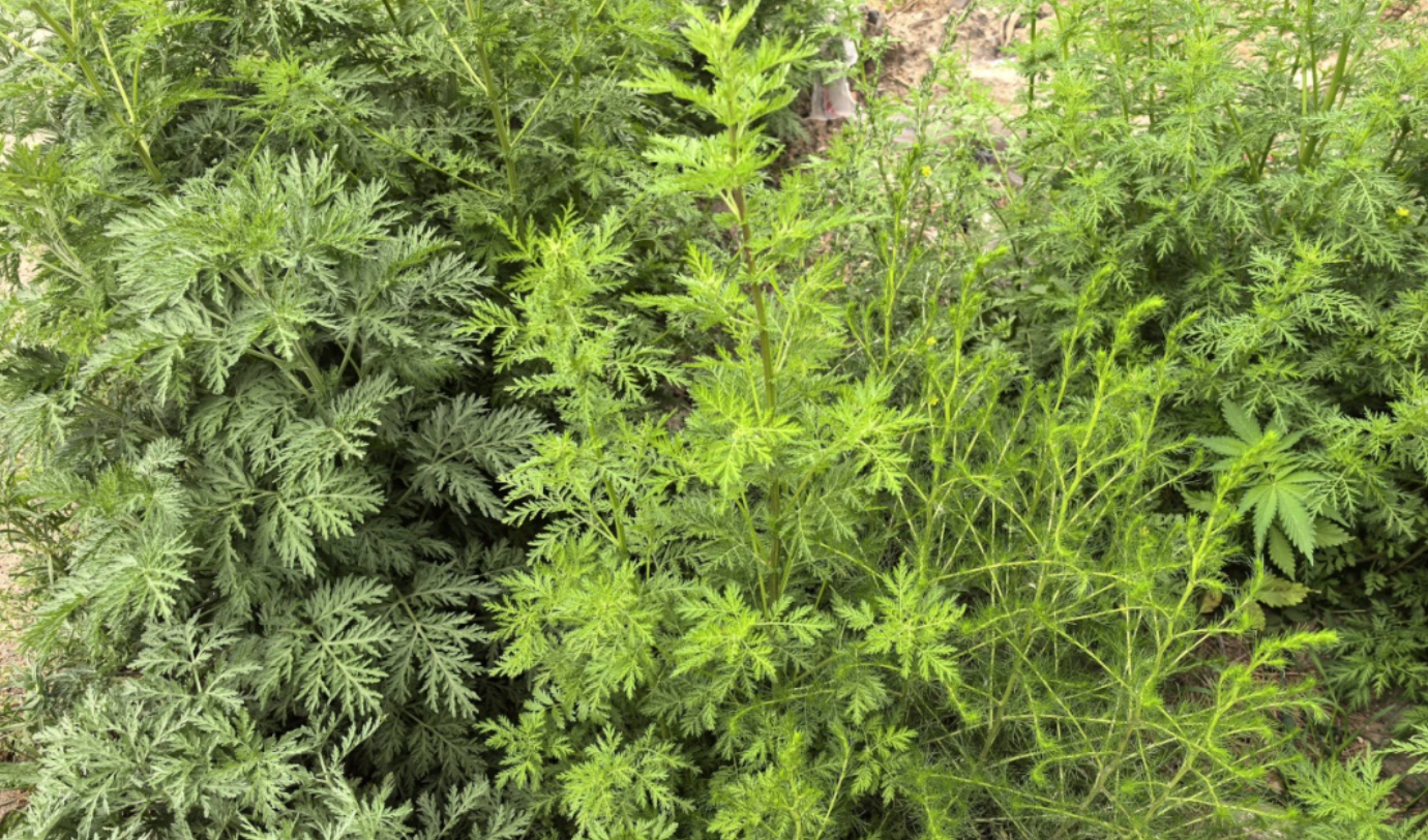 警惕秋季花粉来袭!科学防护远离过敏困扰 警惕秋季花粉来袭!科学防护远离过敏困扰