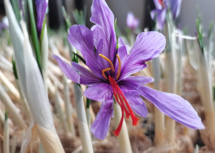 阿司匹林“混搭”藏红花?老年人用药切勿自己盲目组合 阿司匹林“混搭”藏红花?老年人用药切勿自己盲目组合
