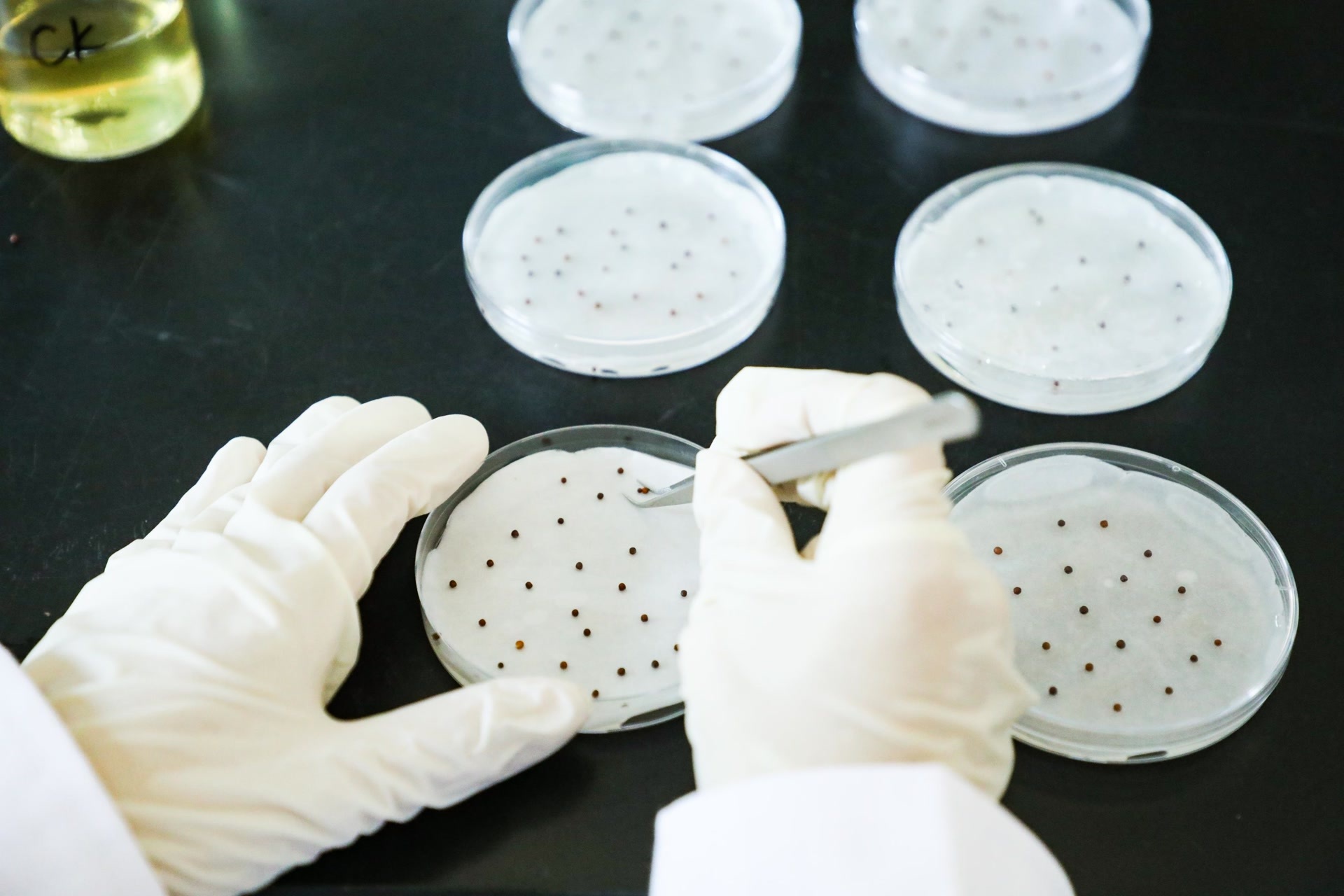 基质生物毒性指标检测(种子发芽指数) 基质生物毒性指标检测(种子发芽指数)