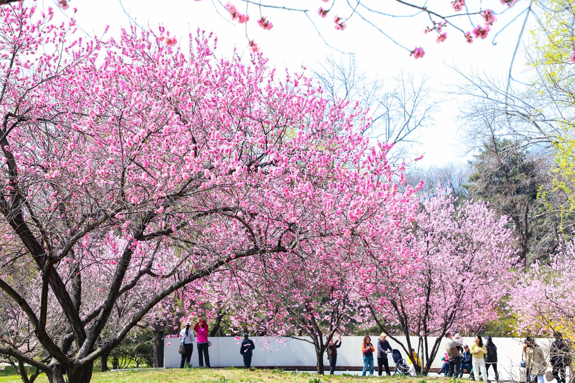 桃花园 桃花园