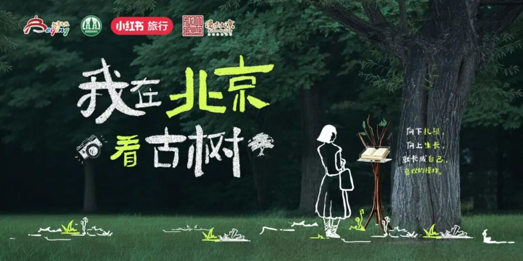 邂逅千年古树 看见不一样的北京——“我在北京看古树”秋日启幕 邂逅千年古树 看见不一样的北京——“我在北京看古树”秋日启幕