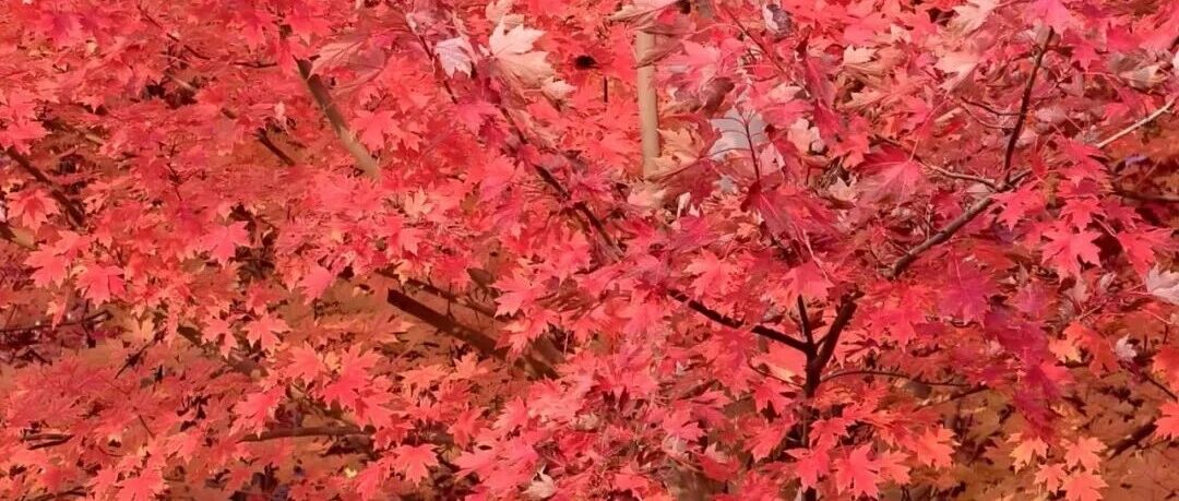太美了 北京秋日“第一抹红”上线 太美了 北京秋日“第一抹红”上线