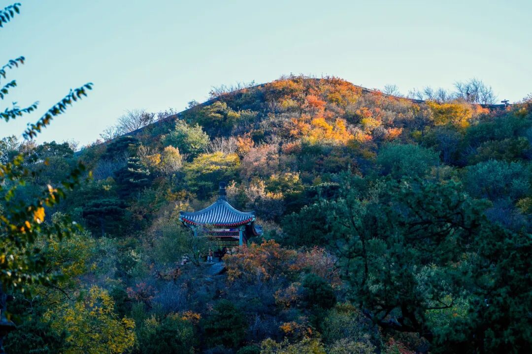 香山要红了 红叶线路超出片 香山要红了 红叶线路超出片
