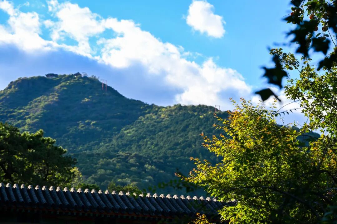 香山要红了 红叶线路超出片 香山要红了 红叶线路超出片