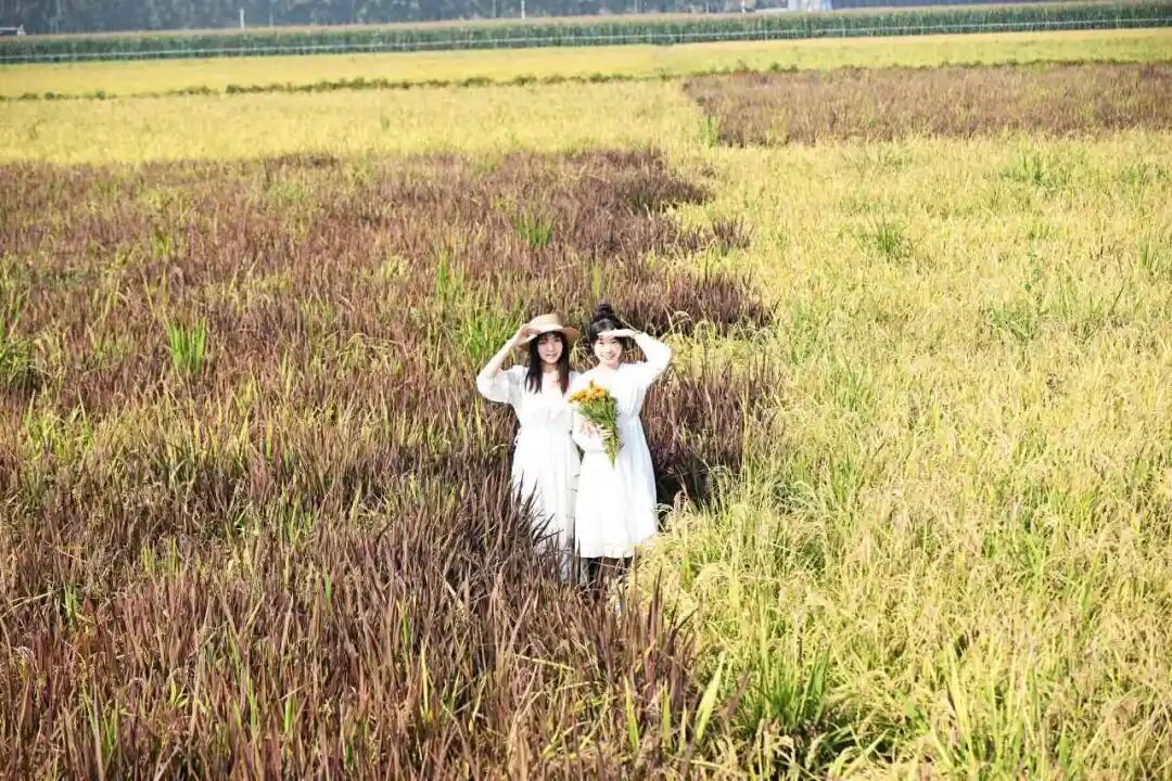 北京通州180亩五彩稻田即将开镰~