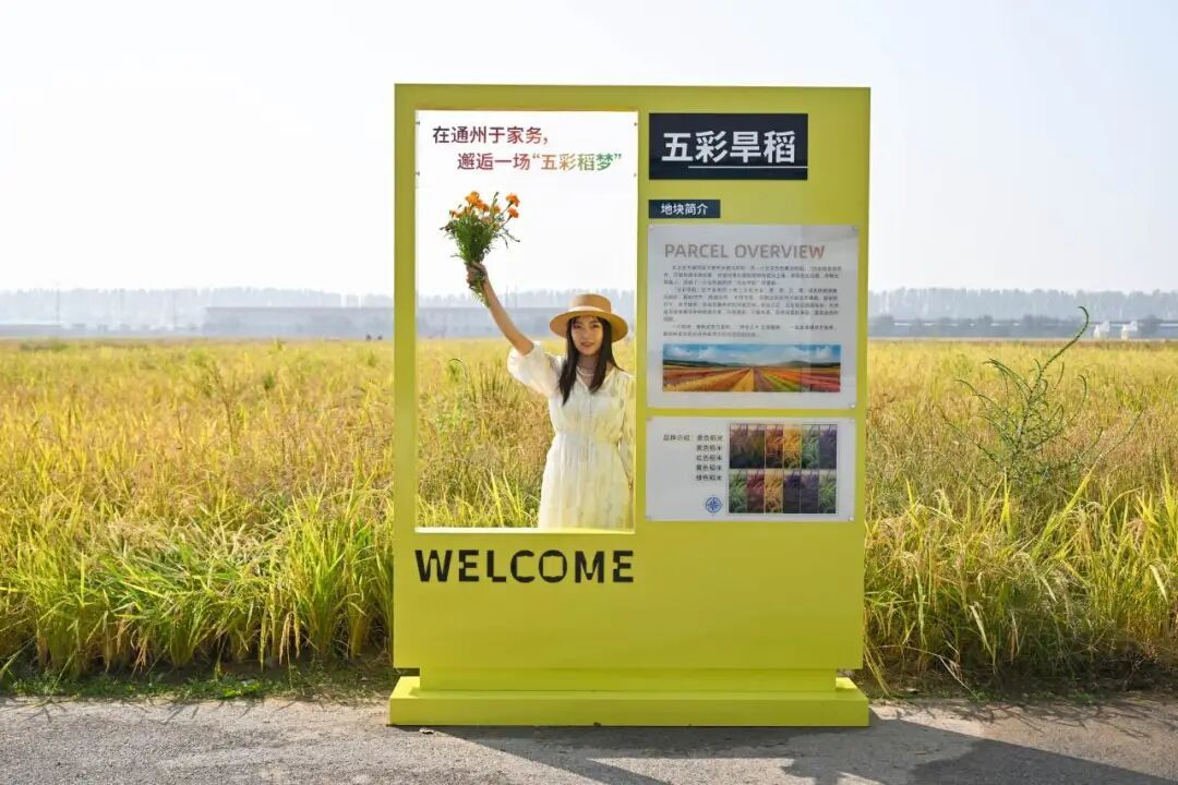 北京通州180亩五彩稻田即将开镰~