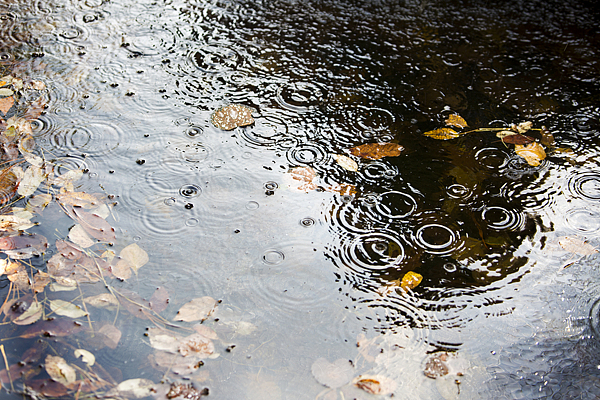 秋雨 秋雨
