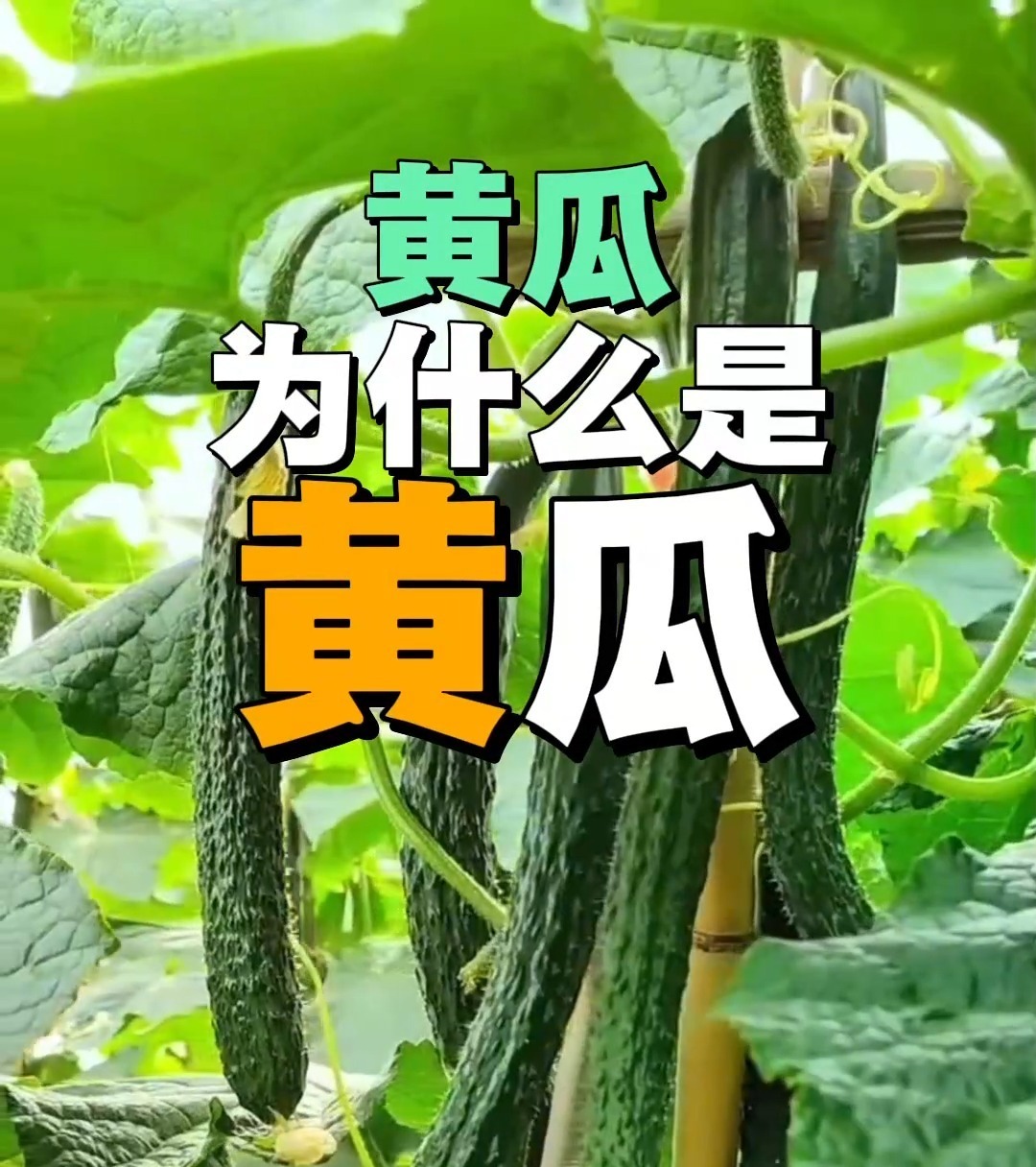 视频丨饭前啃黄瓜控血糖?关于黄瓜的真相来了 视频丨饭前啃黄瓜控血糖?关于黄瓜的真相来了