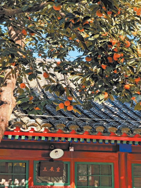 老舍纪念馆“丹柿小院”柿子挂满枝头,新品文创受热捧。 老舍纪念馆“丹柿小院”柿子挂满枝头,新品文创受热捧。