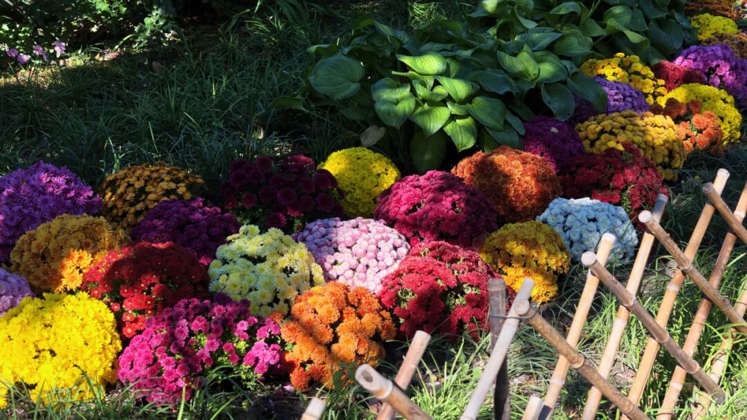 北海·秋——柿红棠熟 花境秋甜 北海·秋——柿红棠熟 花境秋甜