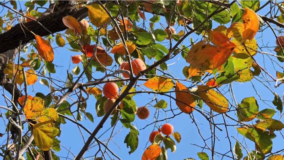北海·秋——柿红棠熟 花境秋甜 北海·秋——柿红棠熟 花境秋甜