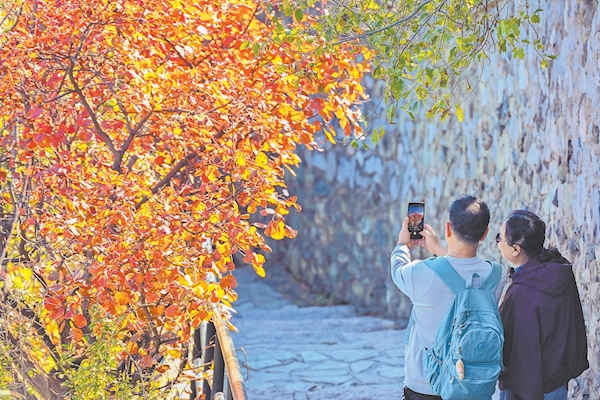 游客在欣赏红叶。 游客在欣赏红叶。