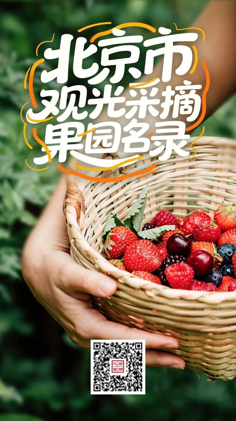 收获柿柿如意!京郊柿子采摘寻味全攻略 收获柿柿如意!京郊柿子采摘寻味全攻略