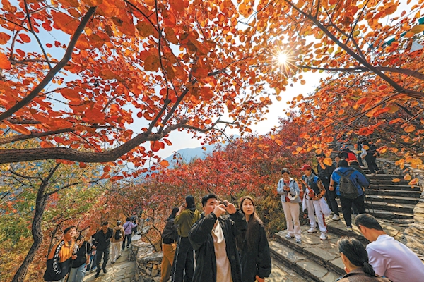 晴日坡峰岭红叶漫山，游人漫步山道，沉醉于浓烈秋红。