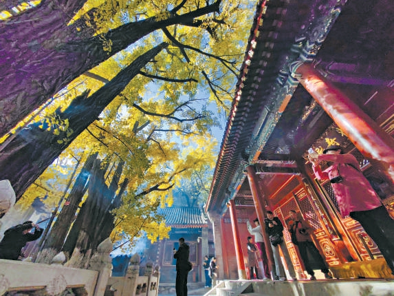 深秋八大处层林尽染，七百年古银杏鎏金，彩林古建相映，尽显西山秋韵。