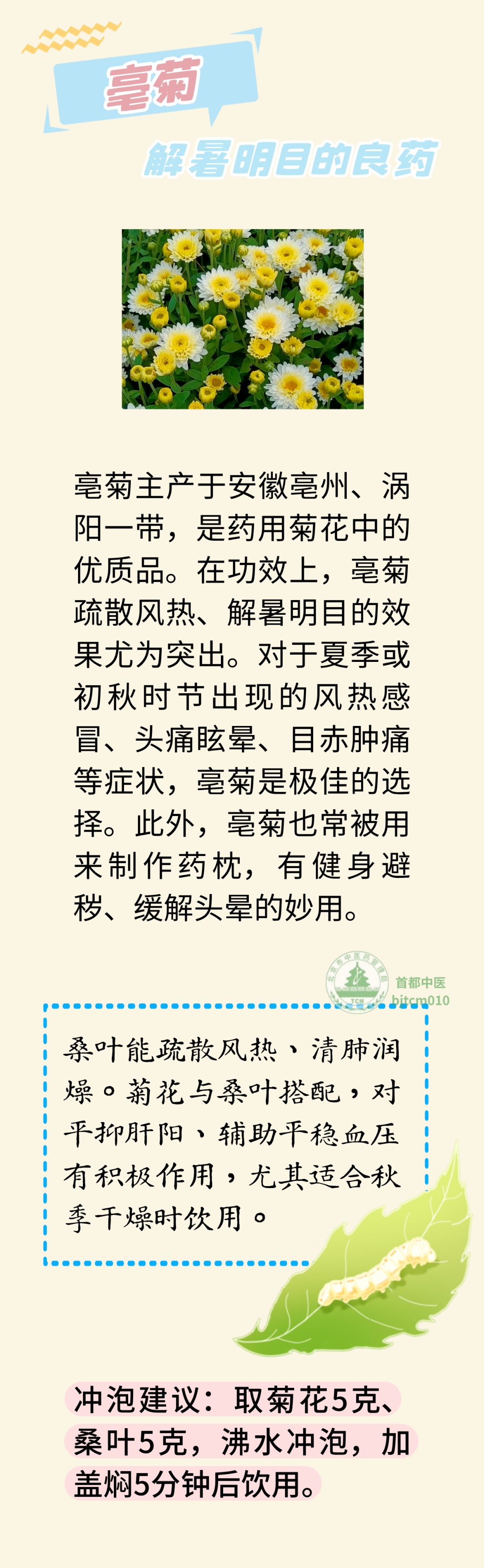 菊花茶去火,怎么喝最养生?五种菊花效不同,来看看你适合哪种 菊花茶去火,怎么喝最养生?五种菊花效不同,来看看你适合哪种