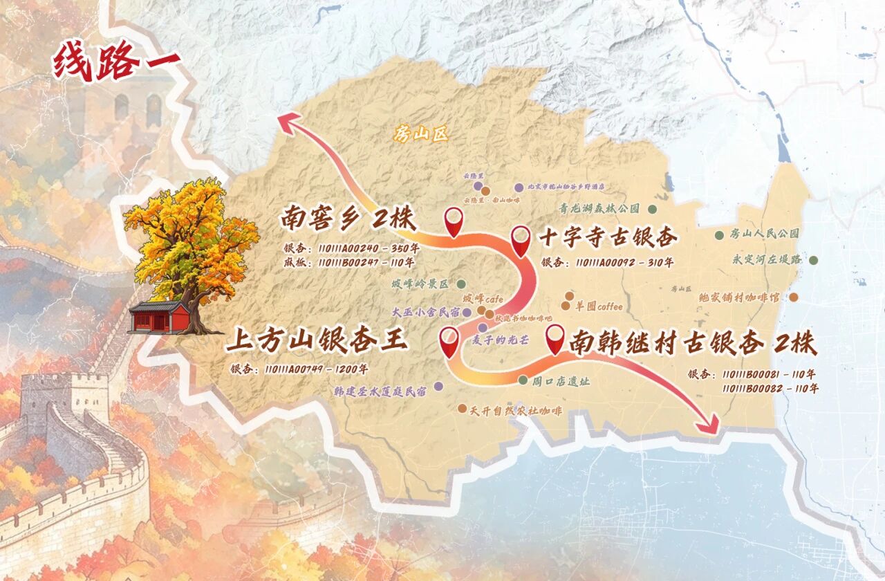 跟着古树游京郊 北京的秋 美不胜收 跟着古树游京郊 北京的秋 美不胜收