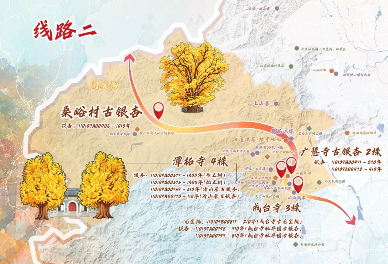 跟着古树游京郊 北京的秋 美不胜收 跟着古树游京郊 北京的秋 美不胜收