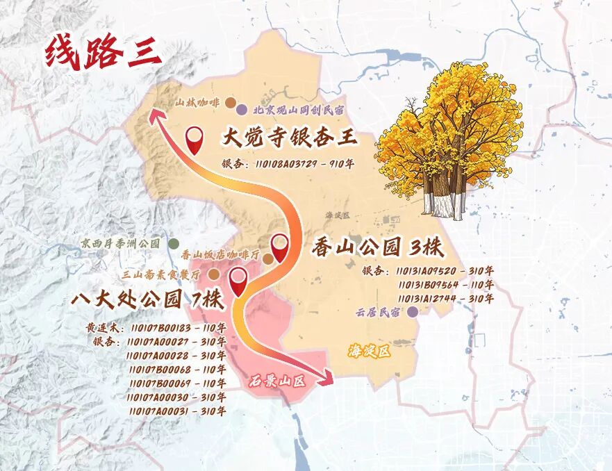 跟着古树游京郊 北京的秋 美不胜收 跟着古树游京郊 北京的秋 美不胜收