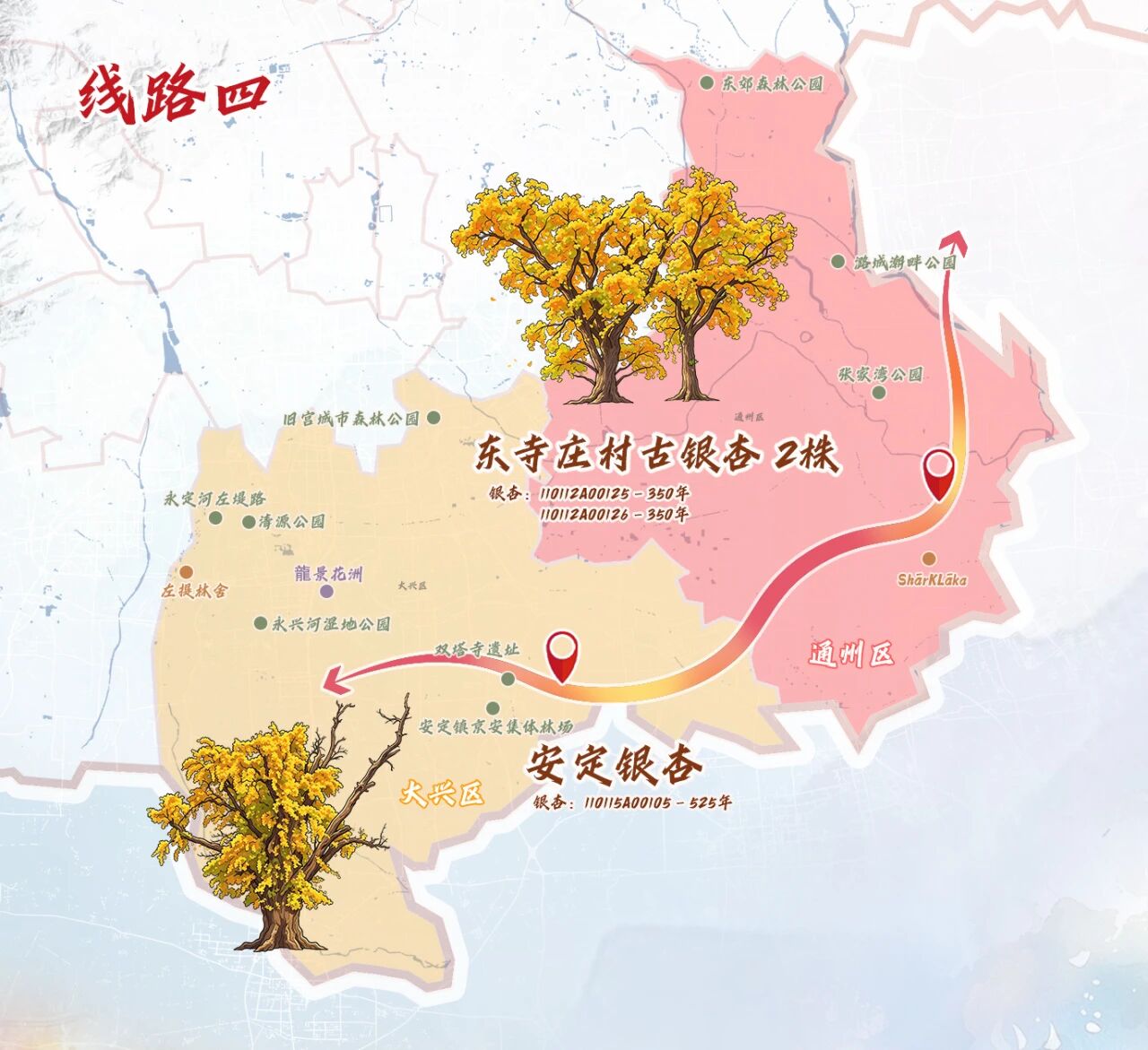 跟着古树游京郊 北京的秋 美不胜收 跟着古树游京郊 北京的秋 美不胜收