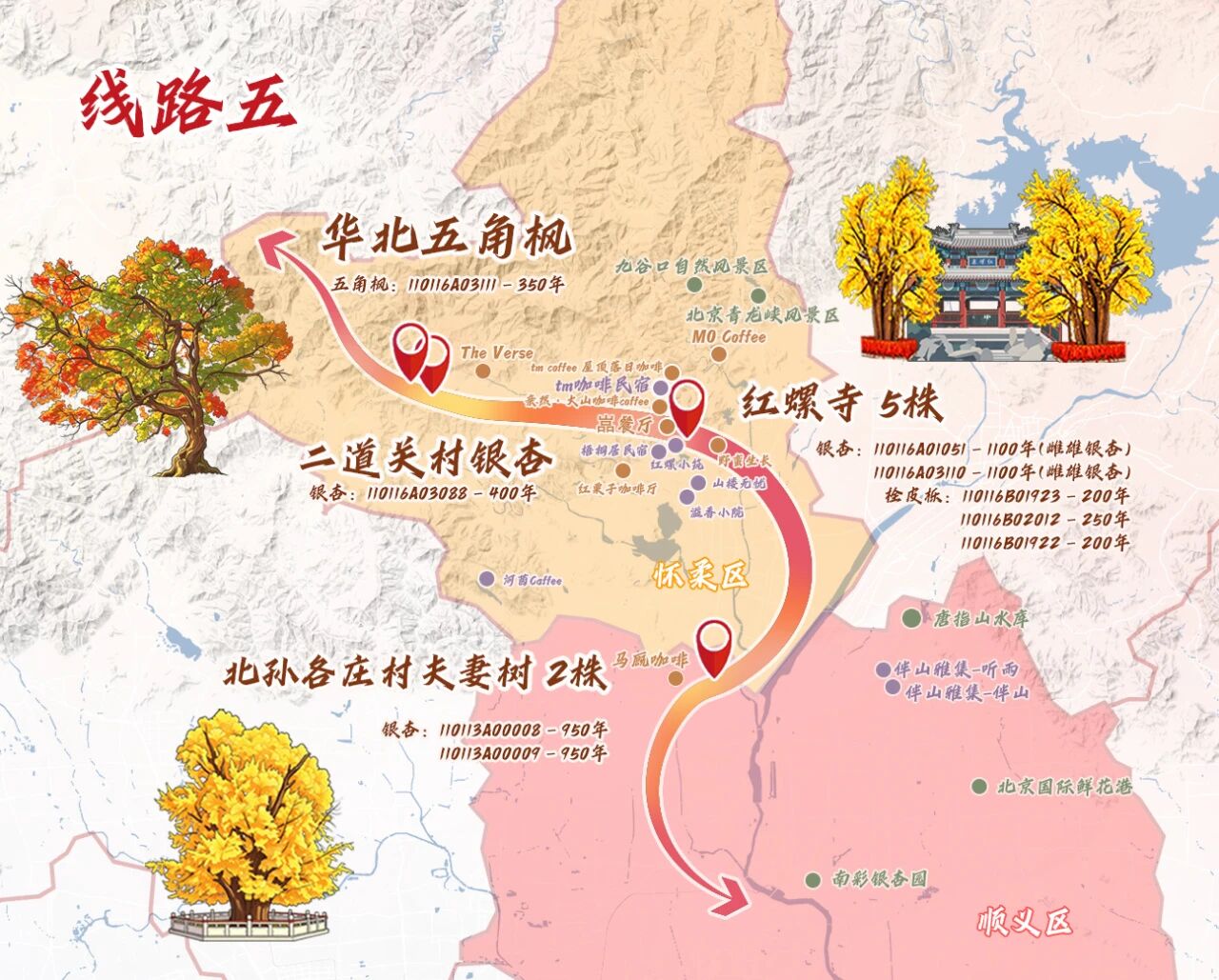 跟着古树游京郊 北京的秋 美不胜收 跟着古树游京郊 北京的秋 美不胜收