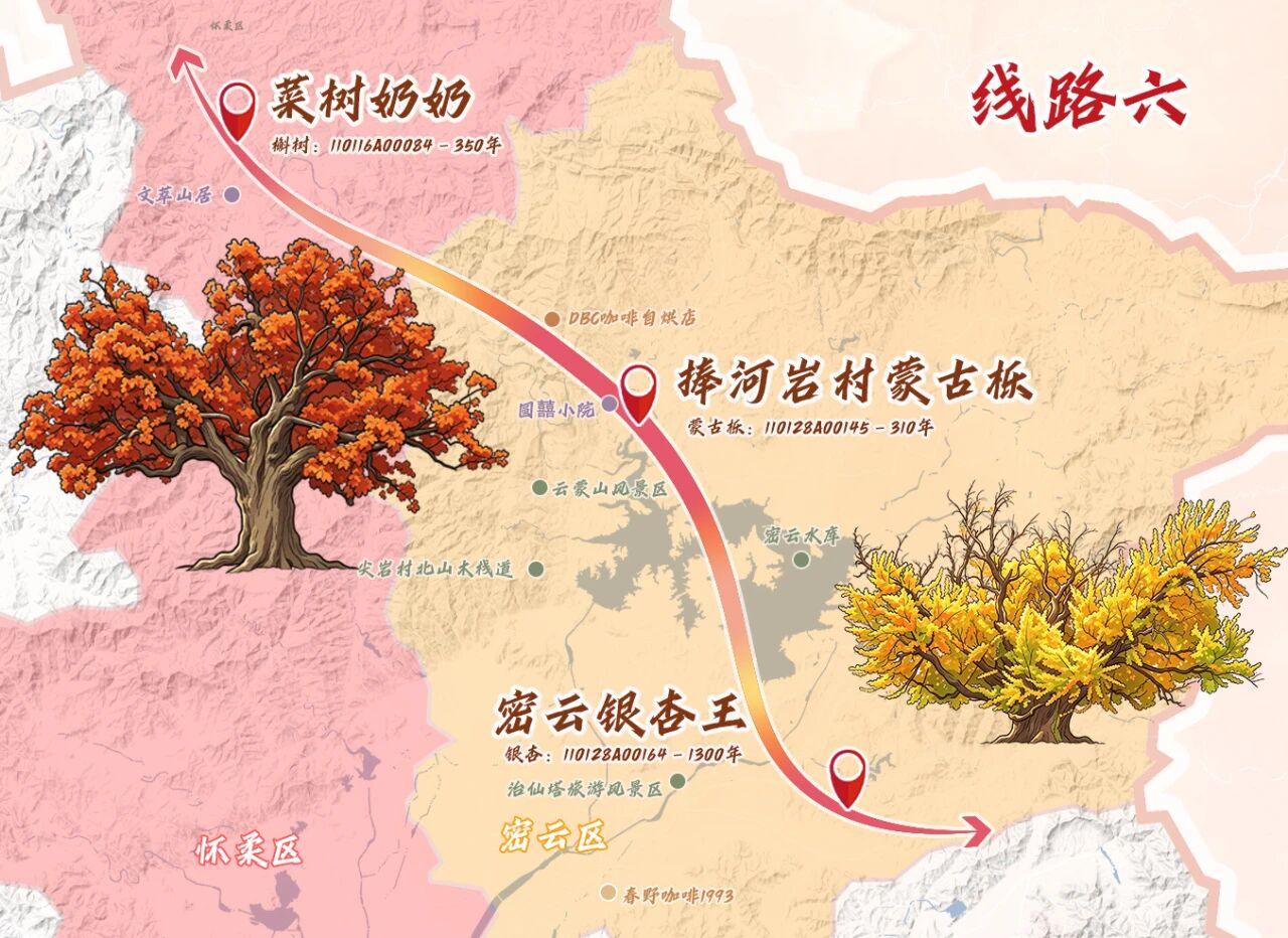跟着古树游京郊 北京的秋 美不胜收 跟着古树游京郊 北京的秋 美不胜收