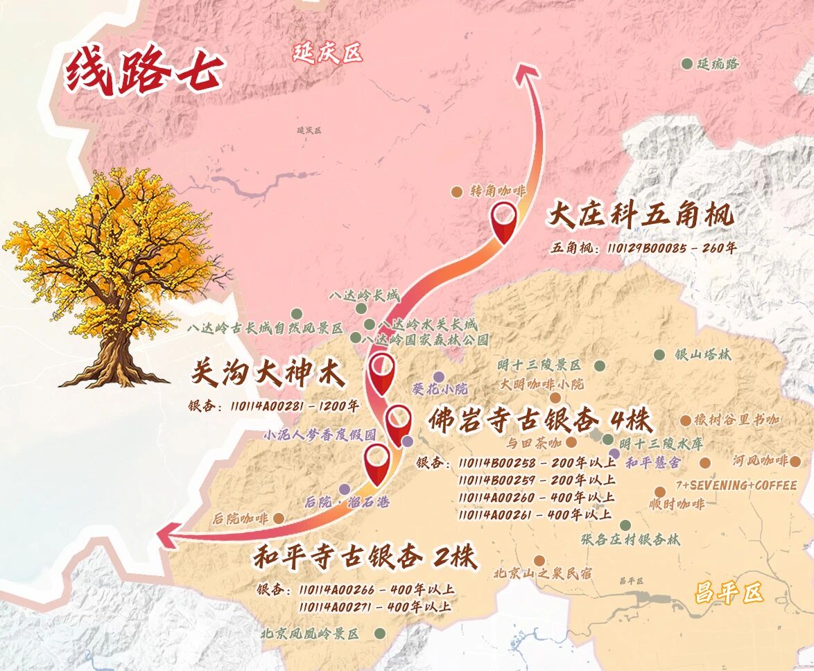 跟着古树游京郊 北京的秋 美不胜收 跟着古树游京郊 北京的秋 美不胜收