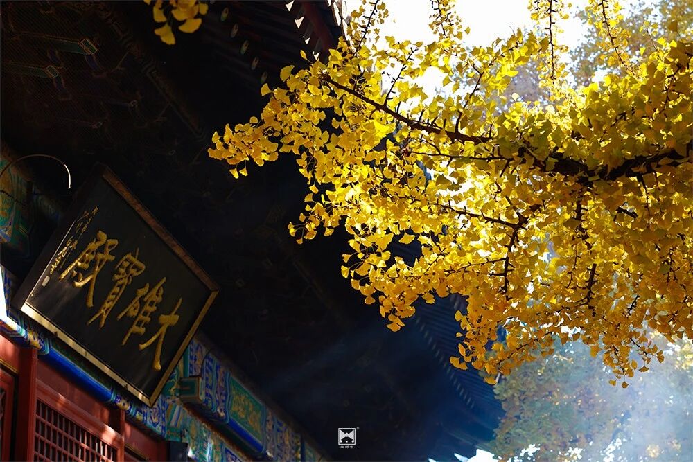一年等一回 红螺寺千年雌雄银杏进入最佳观赏期 一年等一回 红螺寺千年雌雄银杏进入最佳观赏期
