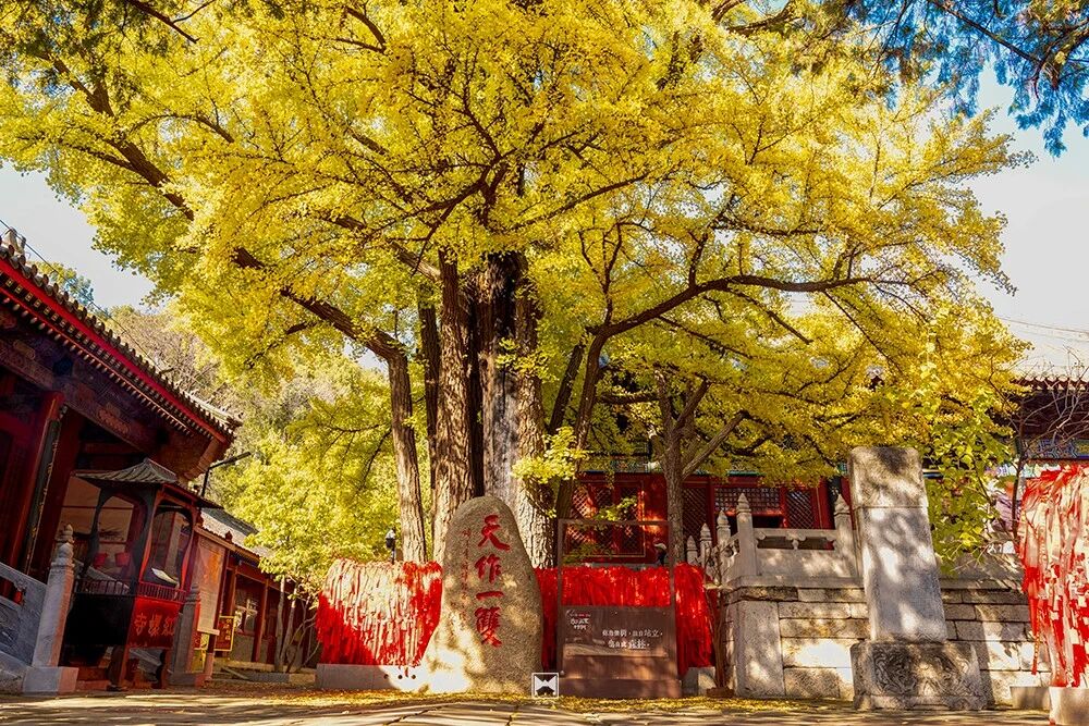 一年等一回 红螺寺千年雌雄银杏进入最佳观赏期 一年等一回 红螺寺千年雌雄银杏进入最佳观赏期
