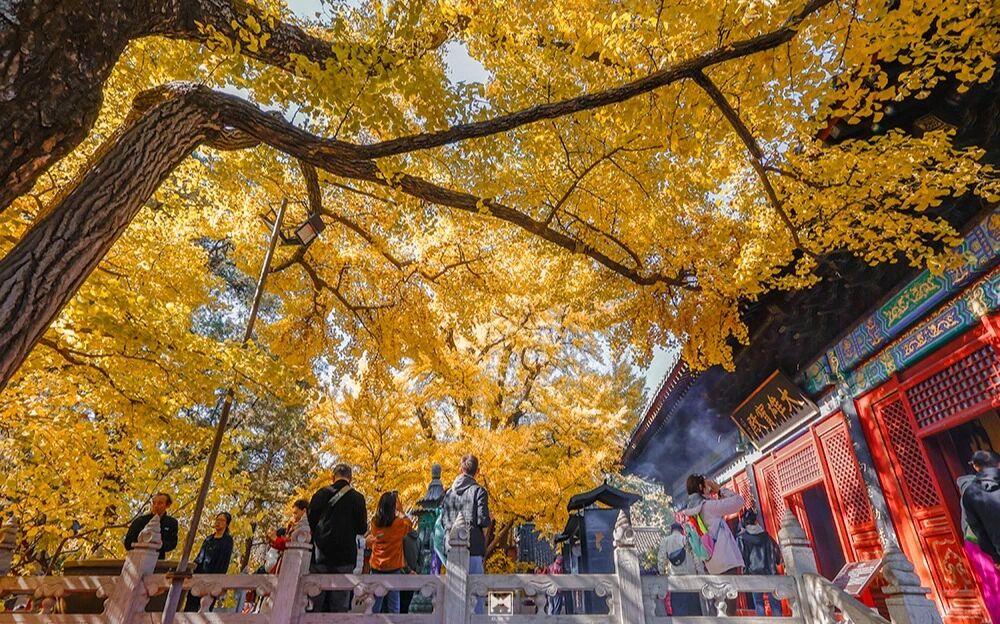 一年等一回 红螺寺千年雌雄银杏进入最佳观赏期 一年等一回 红螺寺千年雌雄银杏进入最佳观赏期