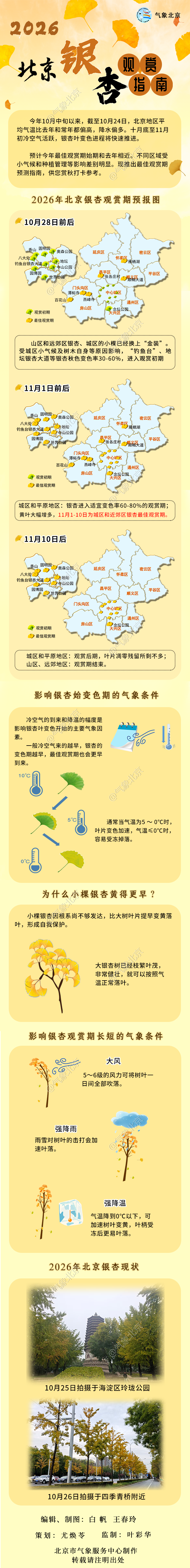 2026北京银杏观赏指南