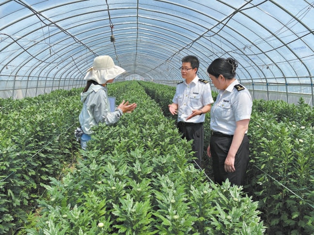 海关工作人员与花农深入交流,引导企业加强品控。 海关工作人员与花农深入交流,引导企业加强品控。