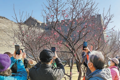 明城墻遺址公園梅花初綻，游客紛紛拍照留念。