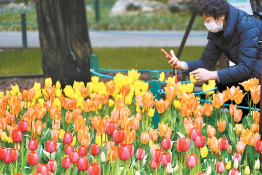 中山公園鬱金香觀賞季拉開帷幕