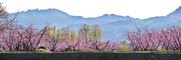 上周，平谷國際桃花節開幕，短短幾天，就迎來了15萬人次市民游客。