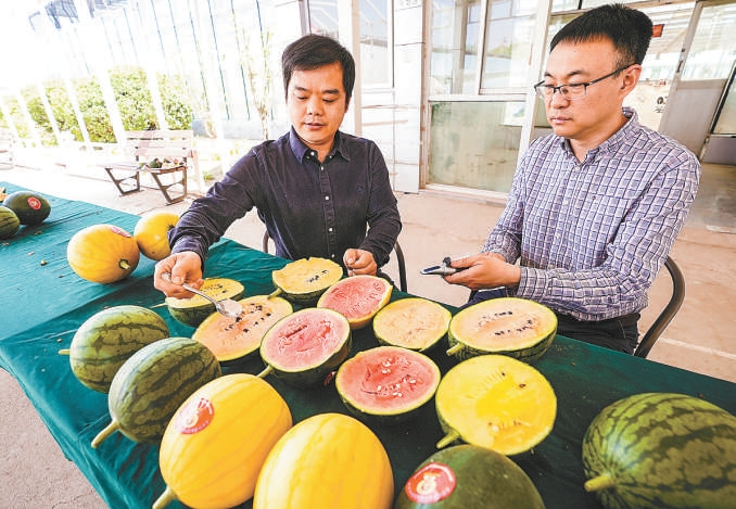 在大興龐各莊老宋瓜果專業合作社，北京市農業技術推廣站的專家仔細對比黑皮紅瓤、黃皮紅瓤、綠皮彩虹瓤等炫彩西瓜的品質