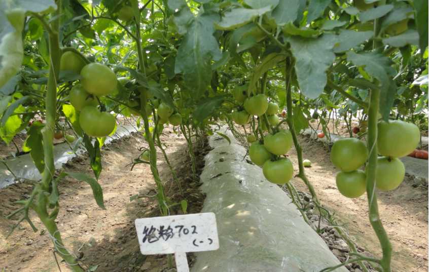 京郊設施蔬菜現階段生産指導意見