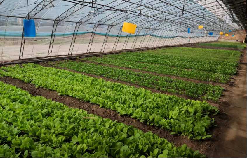 京郊設施蔬菜現階段生産指導意見