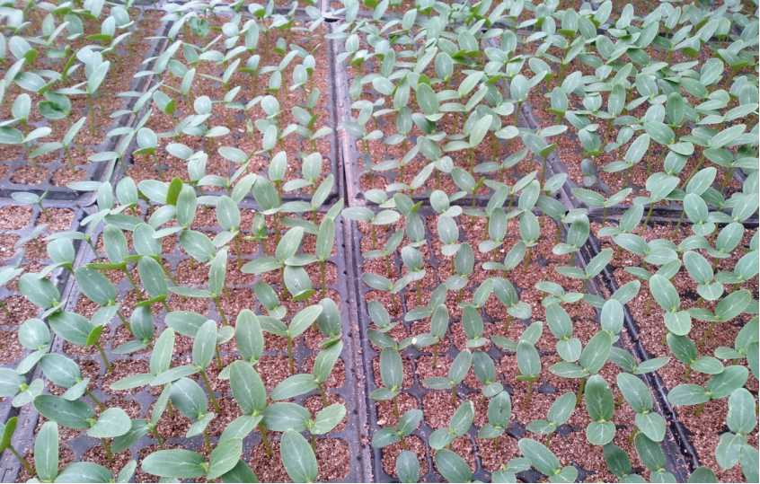 京郊設施蔬菜現階段生産指導意見