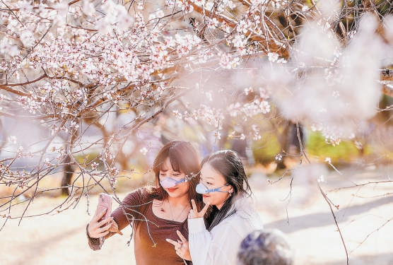 近期北京城區花粉濃度達到極高水準，花粉過敏風險增加，圖為市民佩戴密封性好、過濾性能高、透氣舒適的鼻腔過濾器出行。