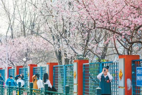 朝陽區十里堡二道溝河岸邊山桃花盛開。