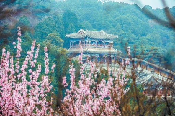 位於南山的香山寺與山桃花相互映襯。