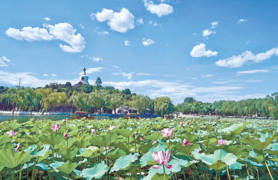 北海公園水面上，荷花競放，蓮葉田田。