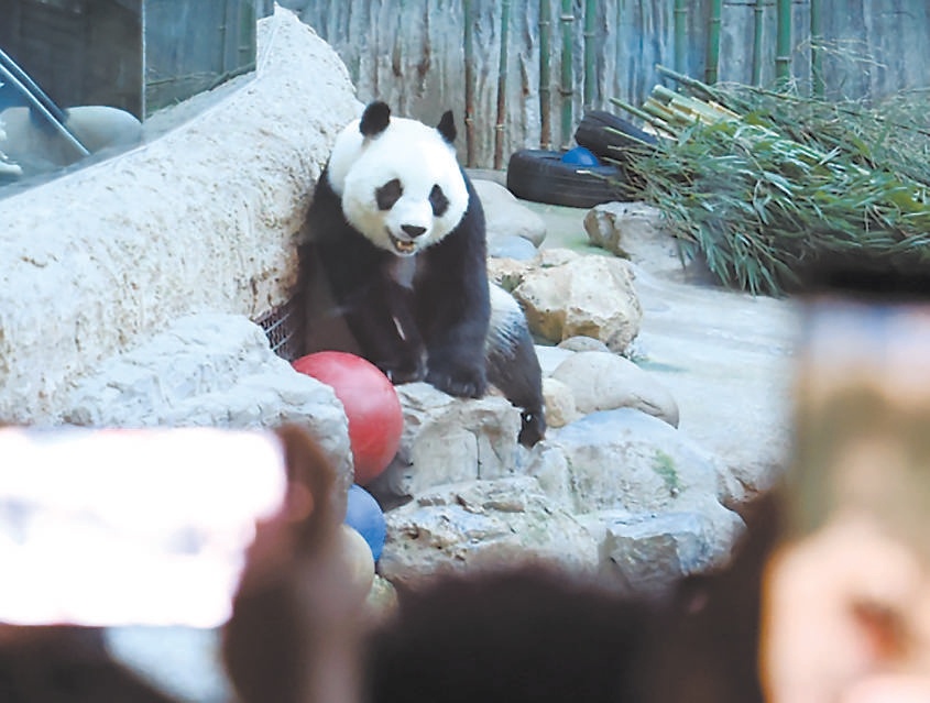 北京動物園大熊貓館國寶憨態可掬。