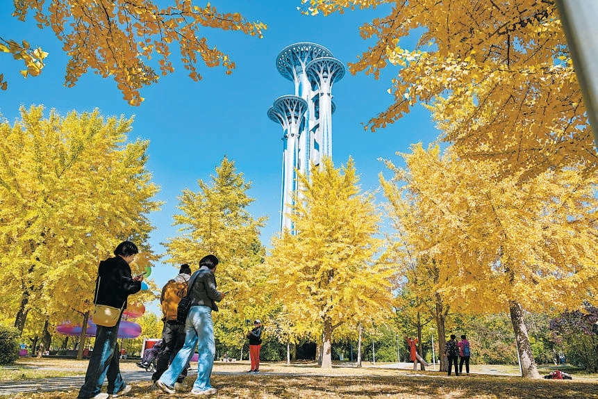 奧林匹克公園內的大片銀杏已經換上了金黃的“新裝”，吸引了許多市民游客前來，在奧林匹克塔下欣賞金秋美景。