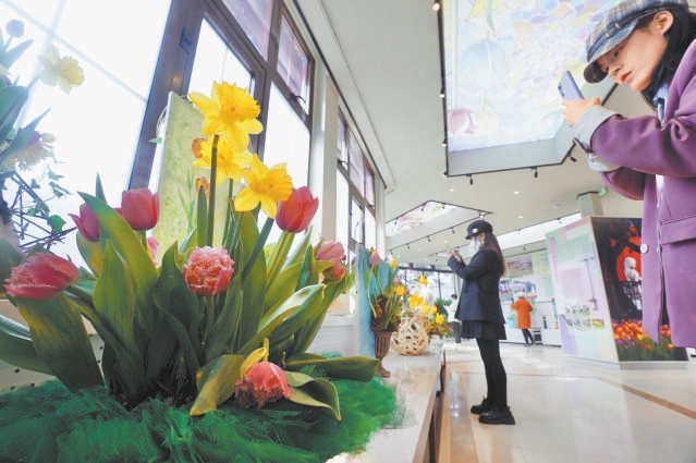 中山公園鬱金香將於4月上旬迎來最佳觀賞期。
